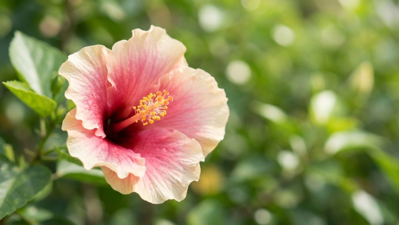 Ces fleurs changent de couleur sous vos yeux : les botanistes expliquent enfin pourquoi