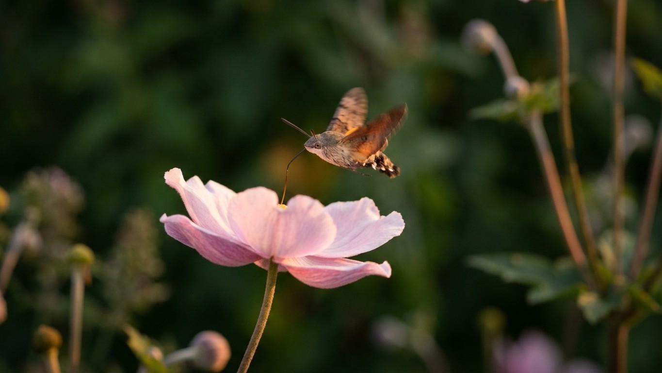 Ces fleurs que personne ne plante attirent pourtant les plus beaux visiteurs du crépuscule