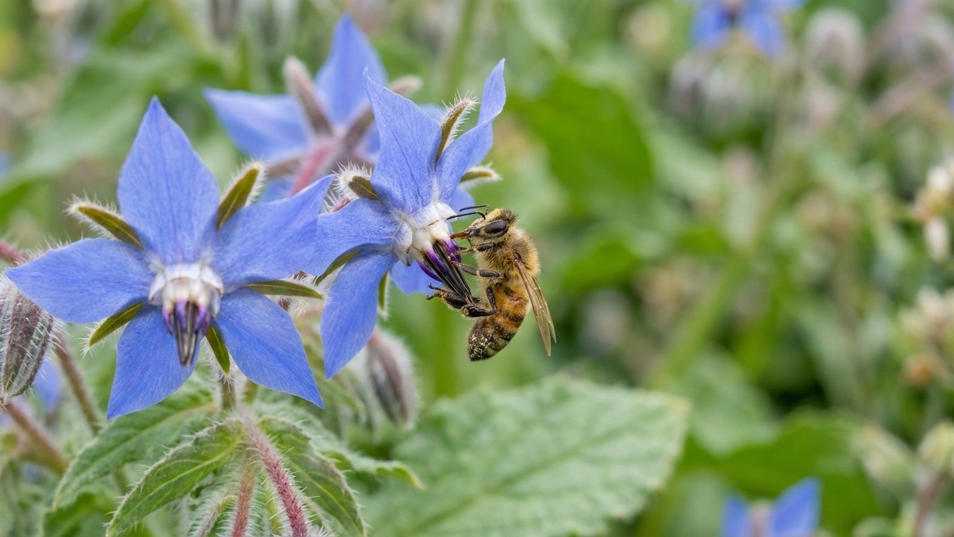 Cette fleur bleue que les abeilles adorent explose en mars : les jardiniers en plantent partout