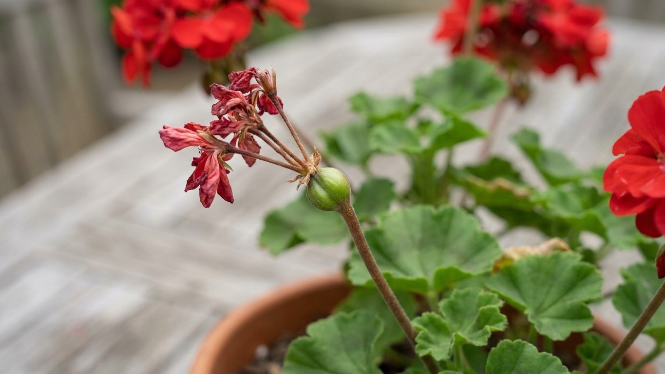 J'arrachais mes géraniums fanés à la main depuis des années : un paysagiste m'a montré ce que je cassais à chaque fois