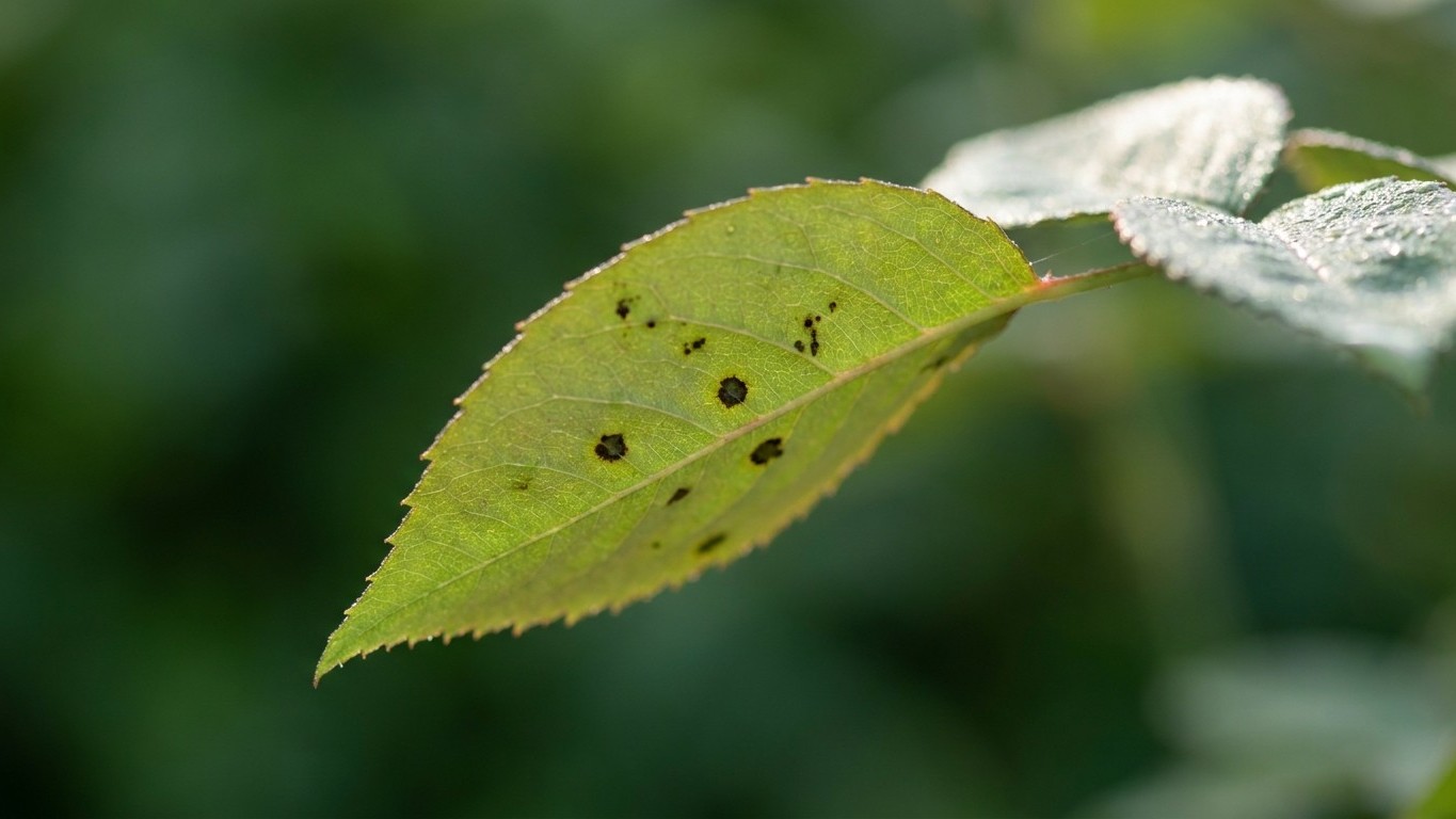 J'arrosais mes rosiers en fin de journée pour bien faire : un rosiériste m'a montré mes feuilles et j'ai compris pourquoi ...