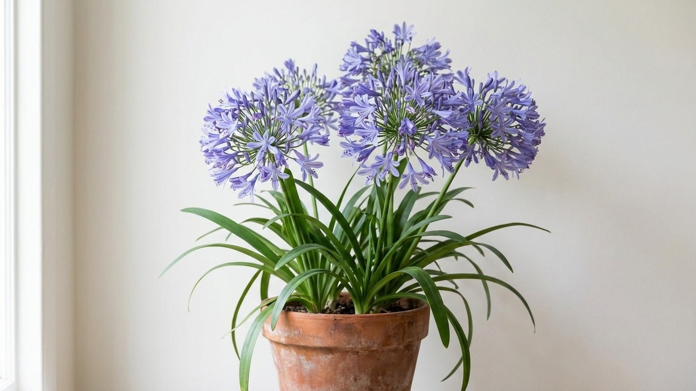 Si vous rempotez votre agapanthe dans un pot plus grand, elle risque de ne plus fleurir avant longtemps