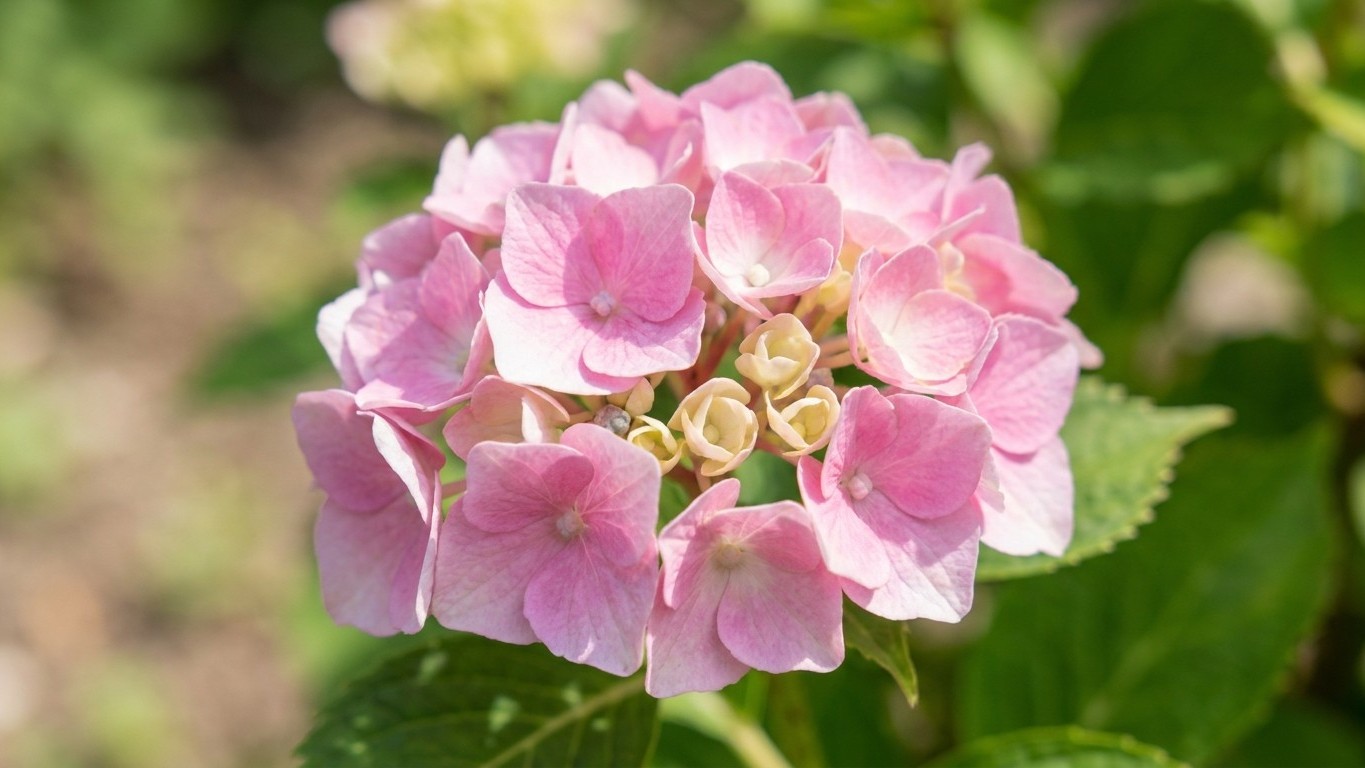 Vos hortensias virent au rose sans raison apparente : le coupable sort de votre robinet à chaque arrosage