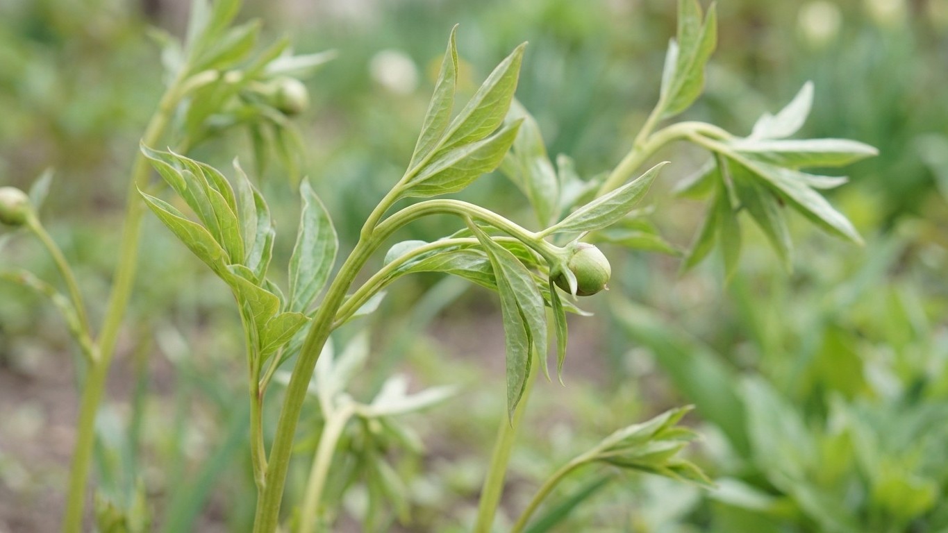 Vos pivoines sont déjà hautes de 30 cm ? Il est probablement trop tard pour le geste qui sauve toutes les hampes