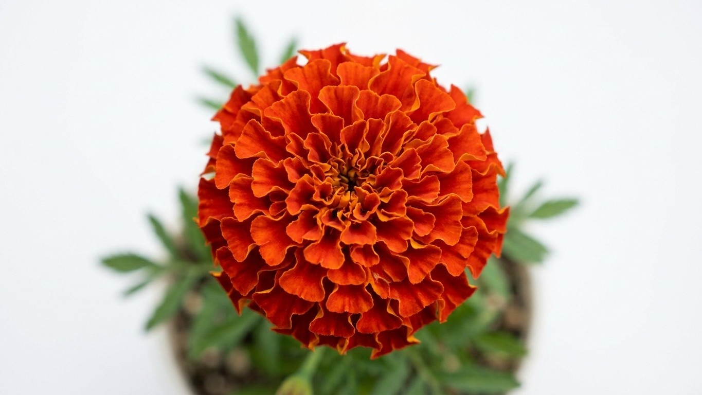 J'ai planté mes œillets d'Inde en plein soleil sans toucher à la tige centrale : une seule fleur énorme, puis plus rien pe...