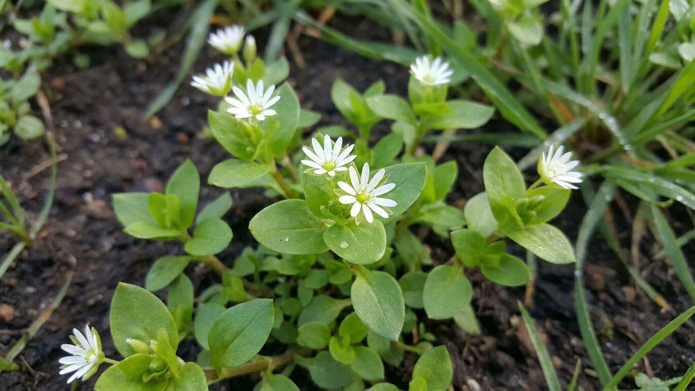 Les anciens ne plantaient jamais en mai sans avoir vu ce signe précis au sol : plus aucun jardinier n'y pense