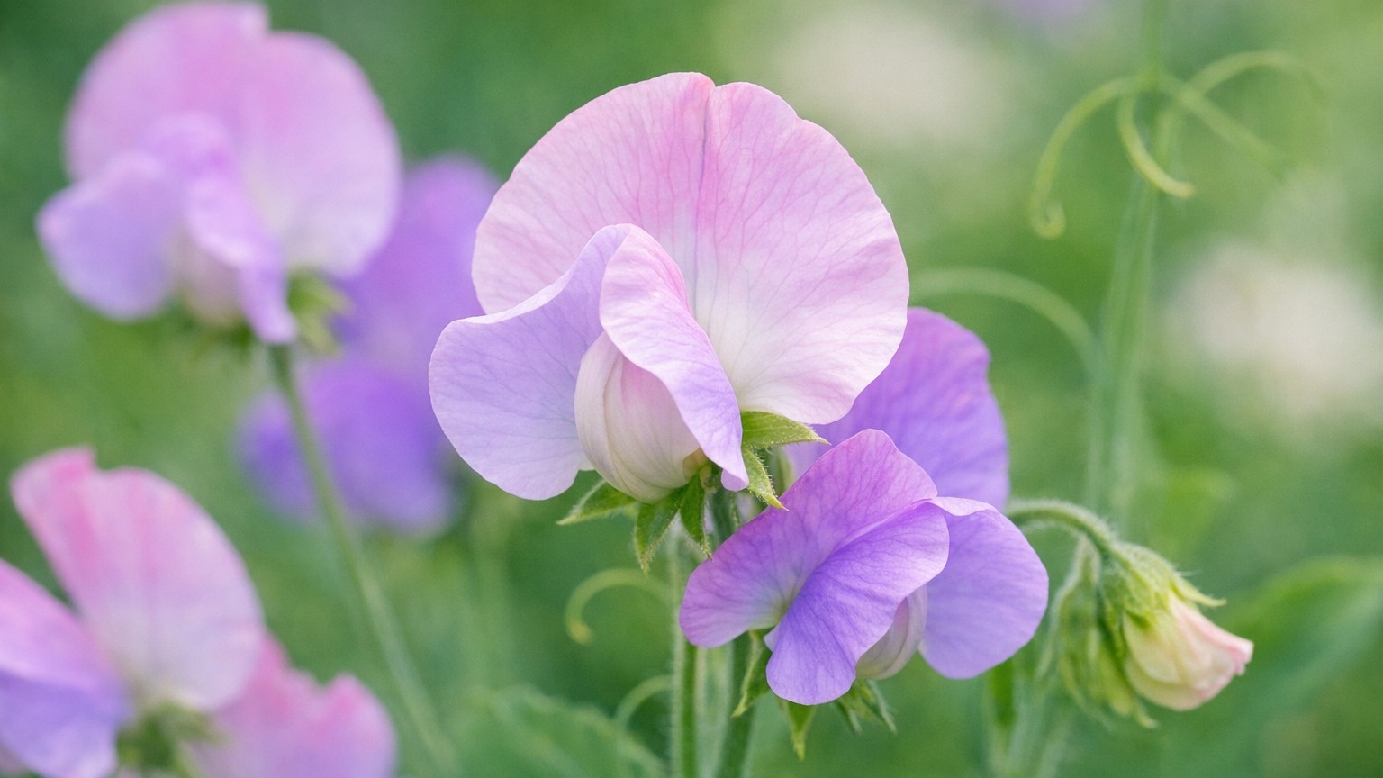 J'ai oublié de cueillir mes pois de senteur deux semaines : en juin, le massif ne donnait plus une seule fleur