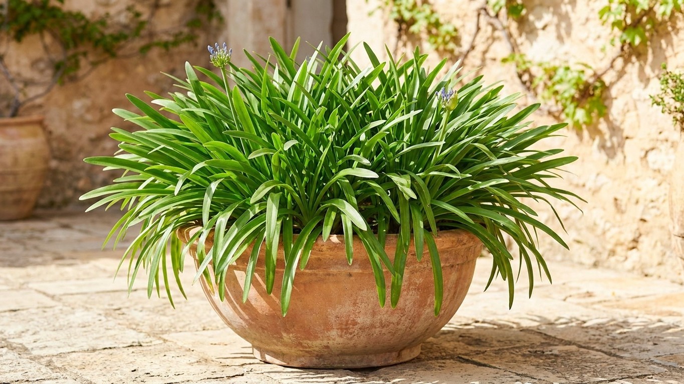 J'ai rempoté mon agapanthe dans un grand pot pour lui faire plaisir : le jour où j'ai compté les fleurs, j'ai compris ce q...