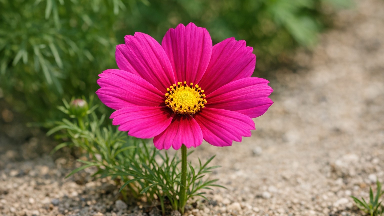 J’enrichissais la terre de mes cosmos avec du fumier chaque printemps : le jour où ils ont fait des feuilles géantes sans ...
