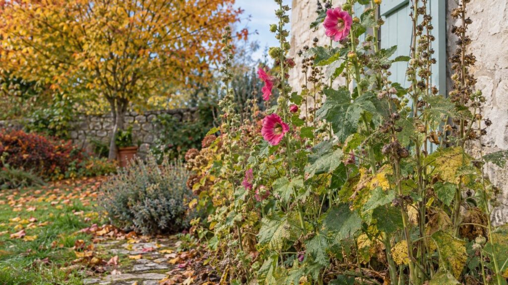Une plante bisannuelle qui ne pardonne pas les erreurs de timing