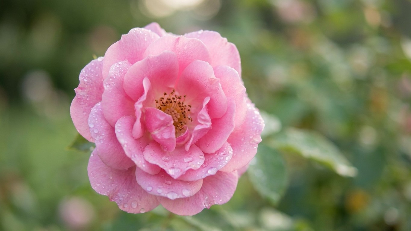 Floraison des roses : comment obtenir trois vagues de fleurs entre mai et octobre
