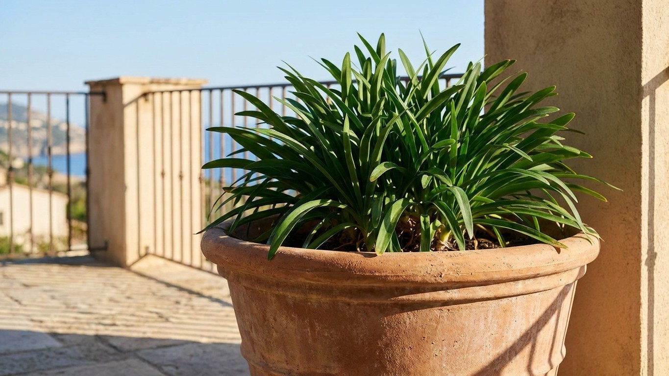 J'ai rempoté mon agapanthe dans un grand pot pour lui faire plaisir : trois étés sans la moindre fleur plus tard, j'ai com...