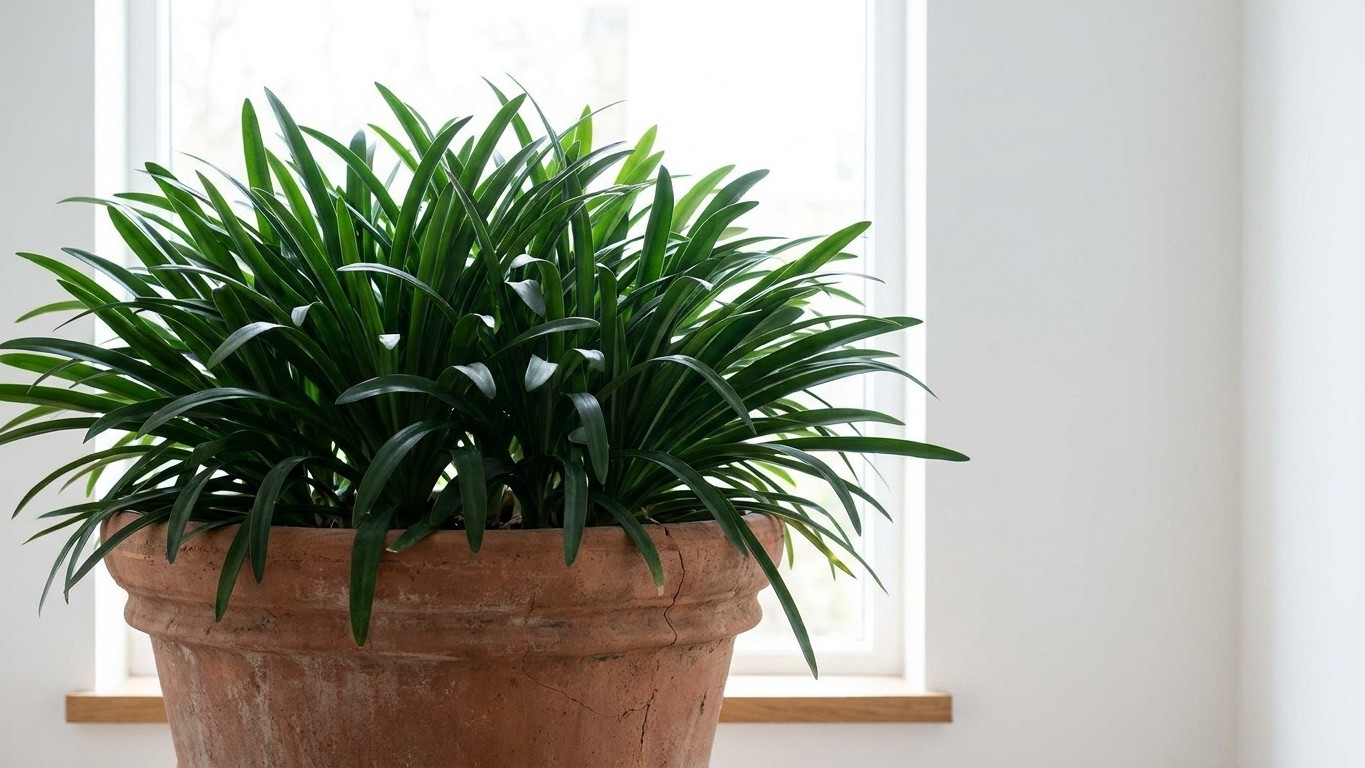 « Je croyais que mes agapanthes manquaient d'engrais » : pourquoi un feuillage magnifique et pas une seule hampe vient pre...