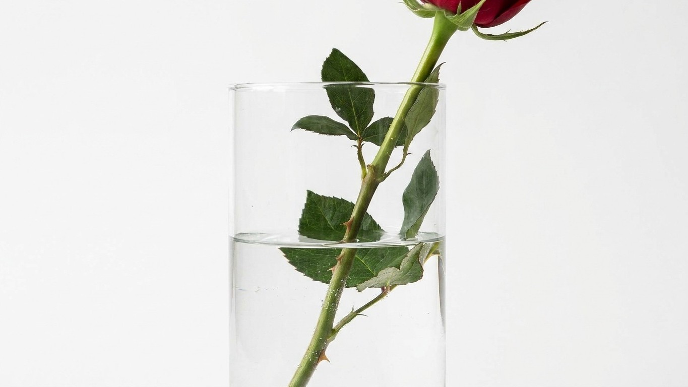 Je laissais toujours les feuilles du bas de mes roses tremper dans l'eau du vase : une fleuriste m'a montré ce qui se form...