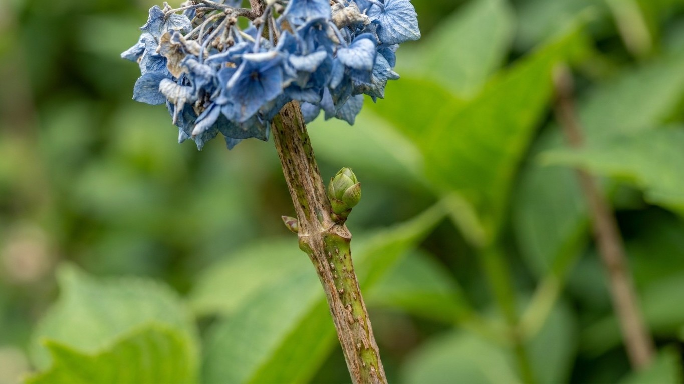 « Je pensais bien faire en coupant les fleurs fanées » : pourquoi tailler un hortensia macrophylla en juillet est le geste...