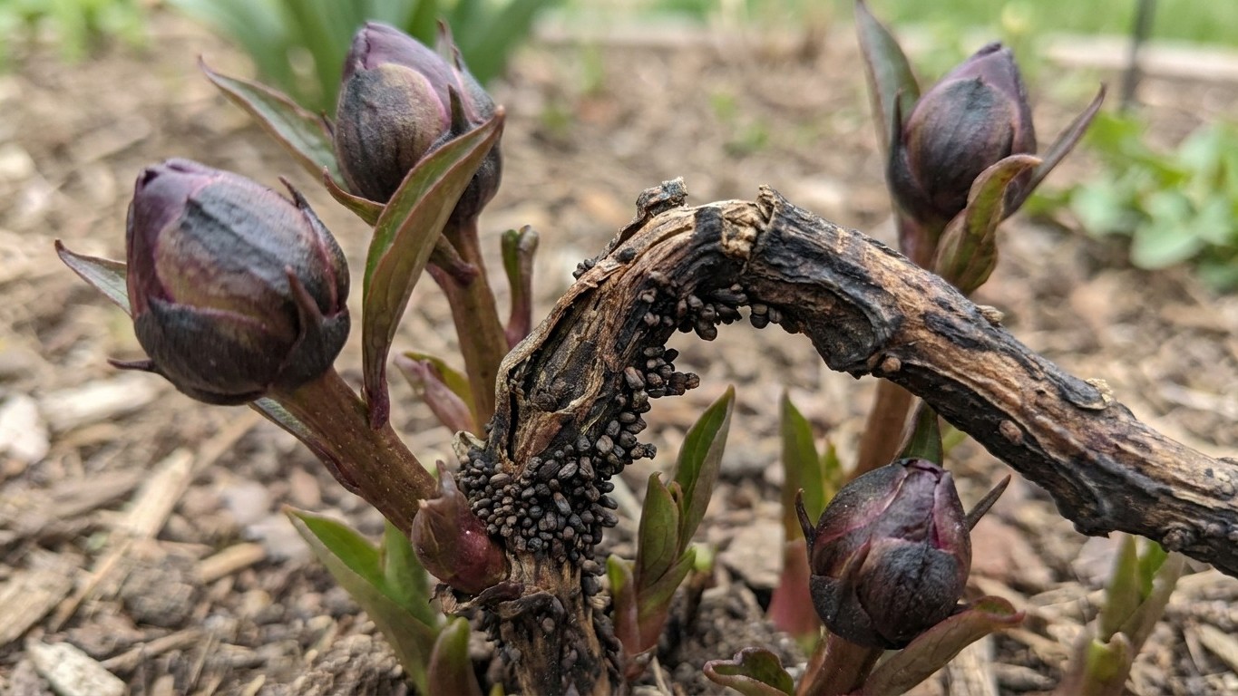 « Je pensais que c'était le botrytis » : pourquoi ces boutons de pivoine arborescente noircis en mai cachent un coupable i...