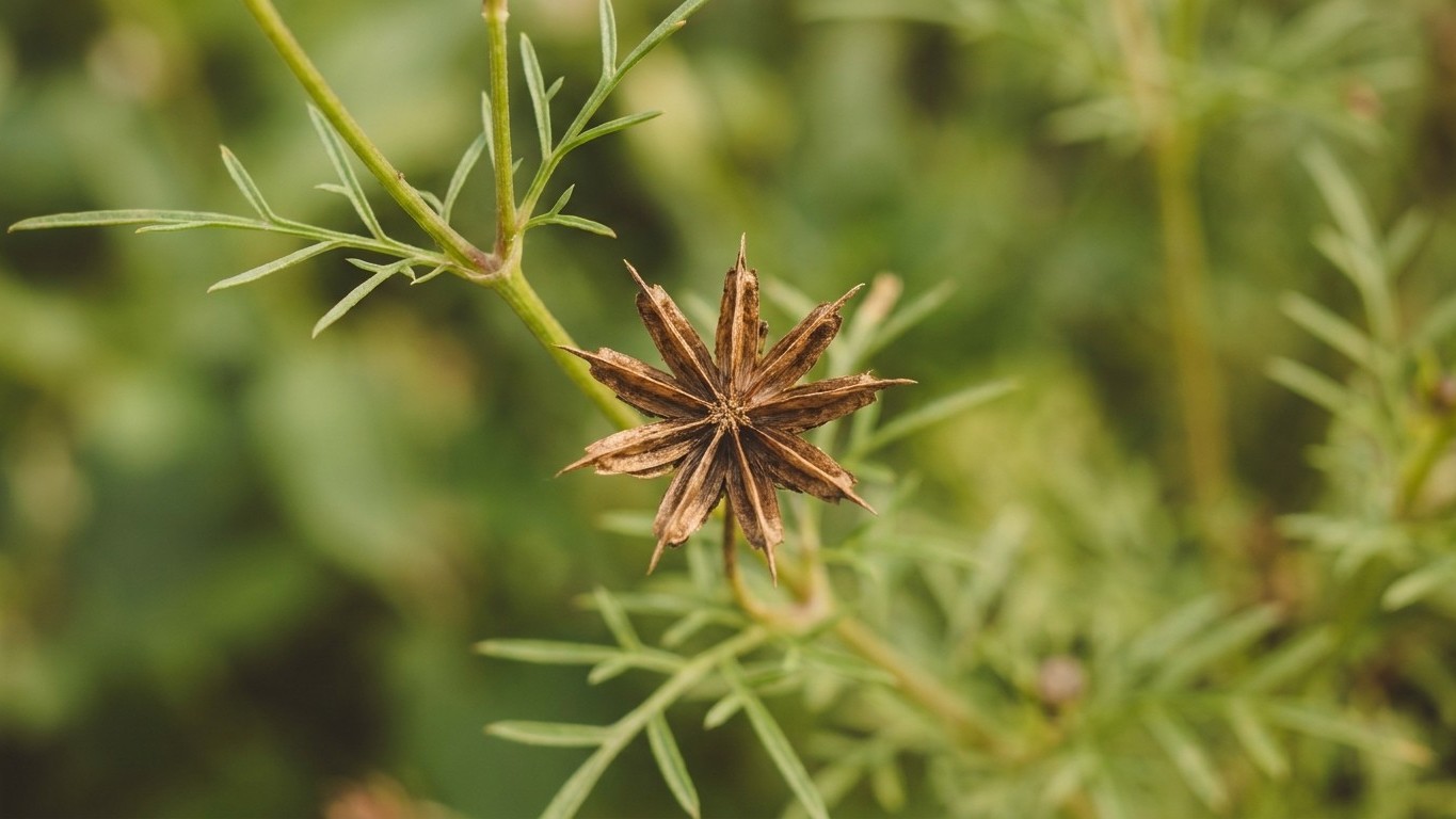« Je pensais que mes cosmos avaient fini de fleurir » : pourquoi ces petites capsules laissées sur les tiges en août conda...
