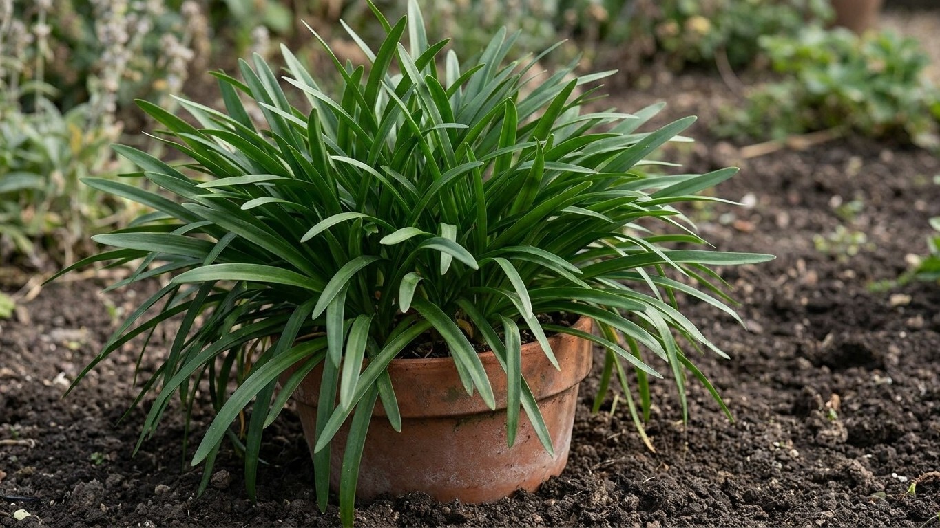 Je pensais que rempoter mon agapanthe dans un grand pot l'aiderait à fleurir : ce qu'un pépiniériste m'a expliqué sur ses ...