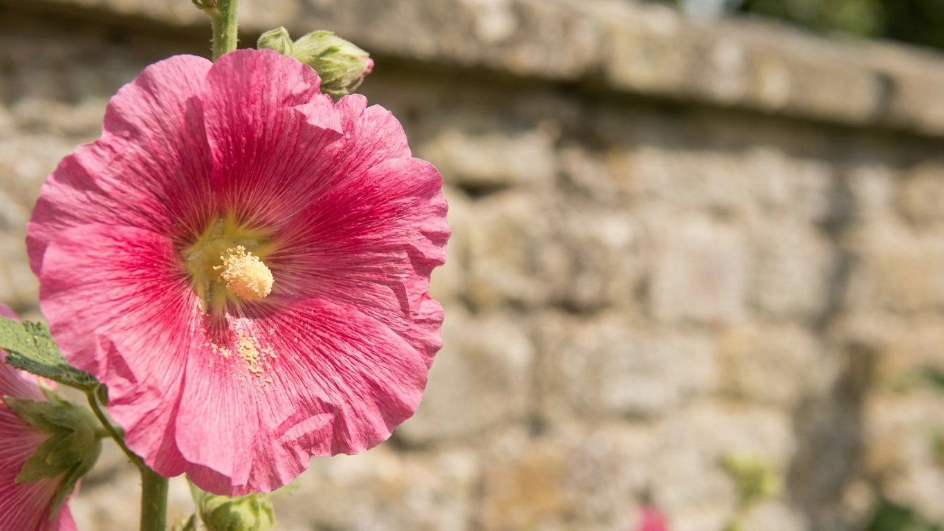 Les anciens semaient toujours leurs roses trémières en plein mois de juillet : des générations plus tard, les jardiniers r...