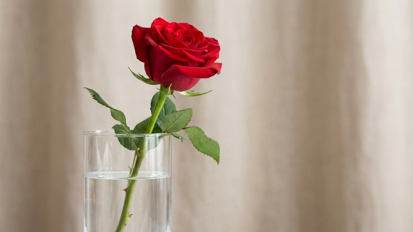 J'ai laissé les feuilles du bas tremper dans l'eau du vase pour que mes roses restent bien fraîches : trois jours plus tar...