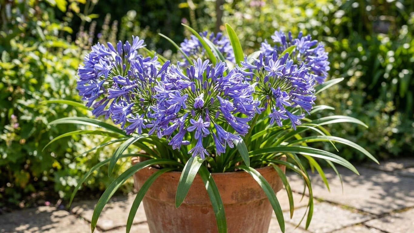 J’ai rempoté mes agapanthes dans un pot deux fois plus large pour leur donner de l’air : l’été suivant, je n’ai pas vu sor...