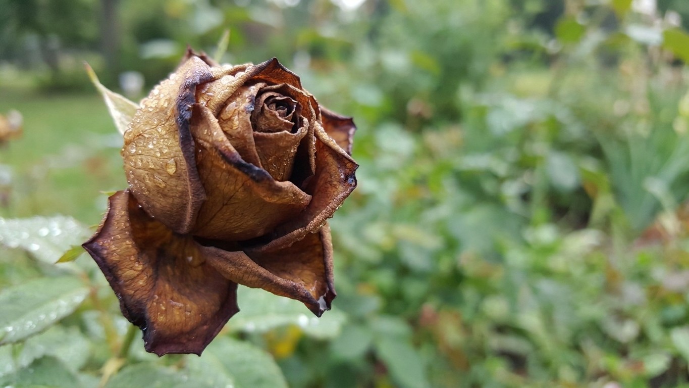 Je coupais les boutons bruns de mes roses anglaises en accusant l'orage d'août : un vieux jardinier m'a montré que le vrai...