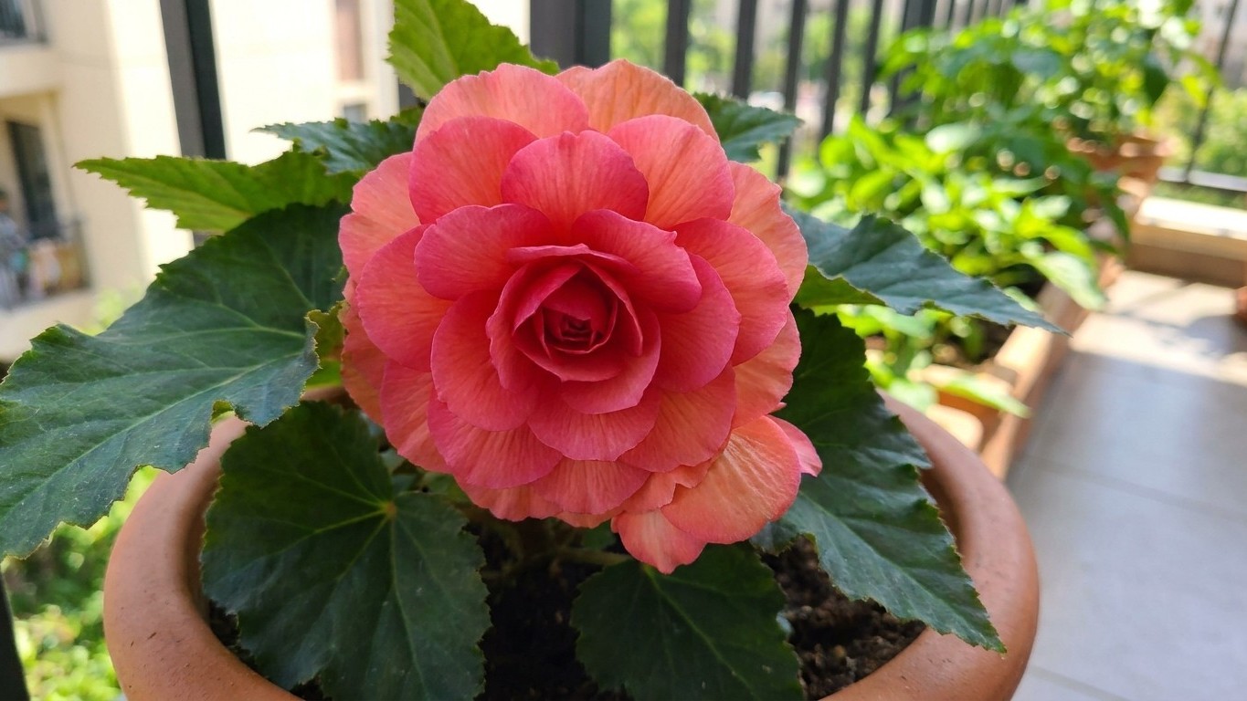 Ma grand-mère pinçait toujours les deux petites fleurs qui encadrent chaque bouton de ses bégonias en pot et ce n’est pas ...