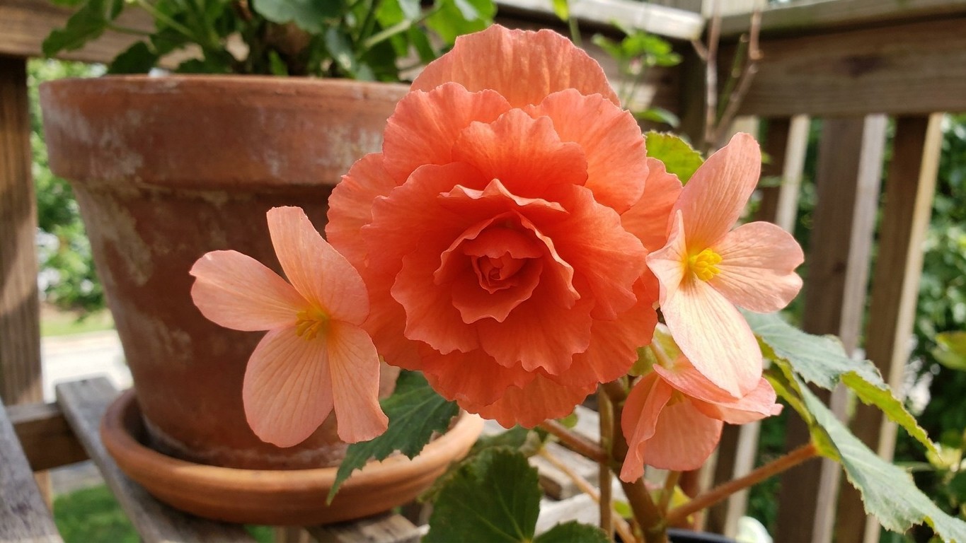 Mon voisin retire toujours deux fleurs sur trois de ses bégonias en jardinière et ce n'est pas du gâchis : regardez la tai...