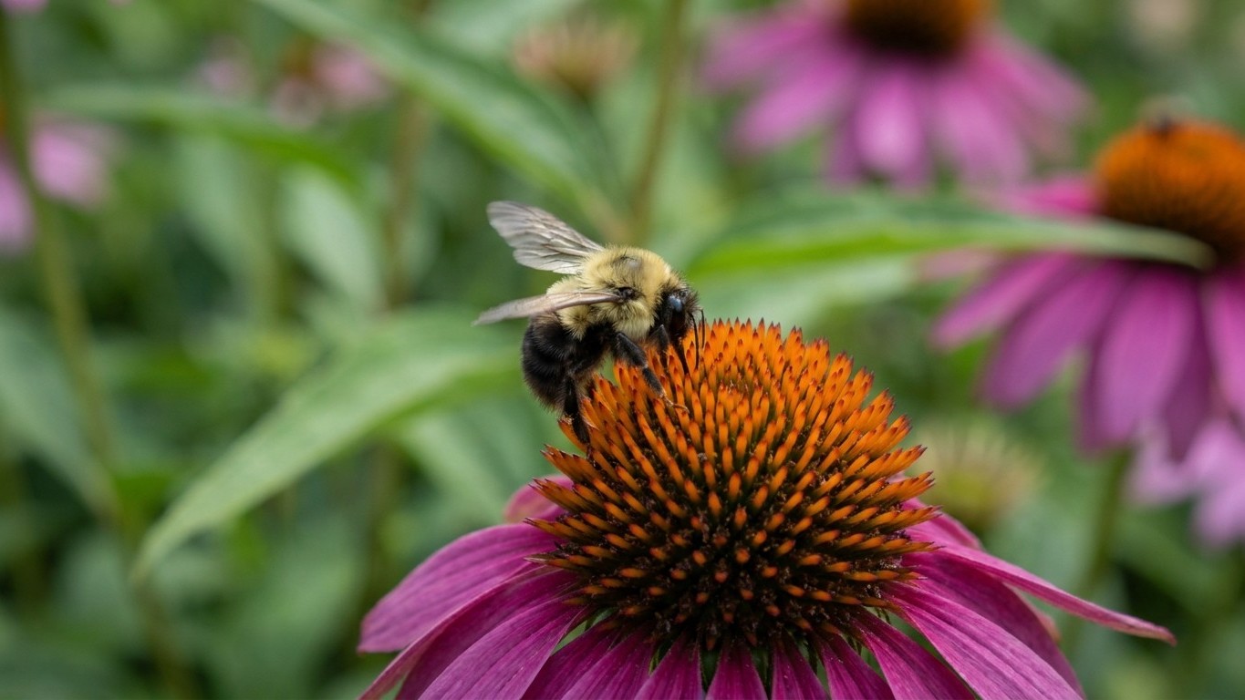 Plantes vivaces mellifères : le guide complet pour attirer pollinisateurs et abeilles