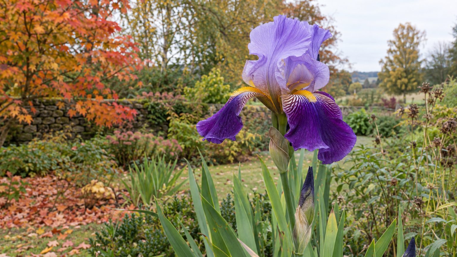 Floraison des iris : calendrier, conditions et entretien pour des fleurs généreuses