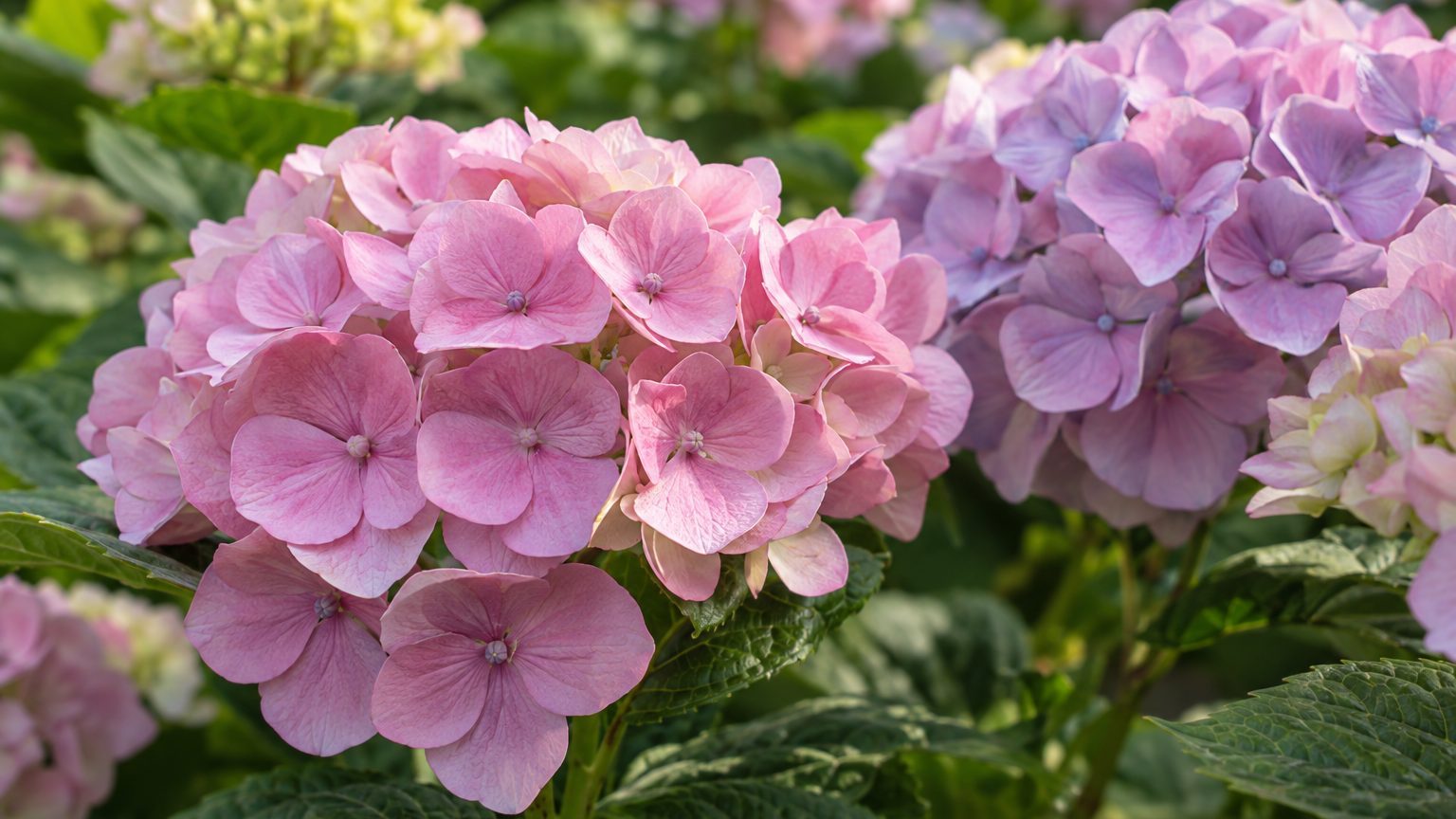 J'ai vidé le seau de cendres du poêle au pied de mes hortensias bleus tout l'hiver : quand les premières fleurs se sont ou...