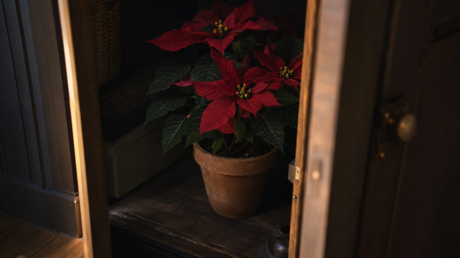 « Je pensais bien faire en le laissant au salon près de la lampe tout l'automne » : pourquoi mon poinsettia de l'an dernie...