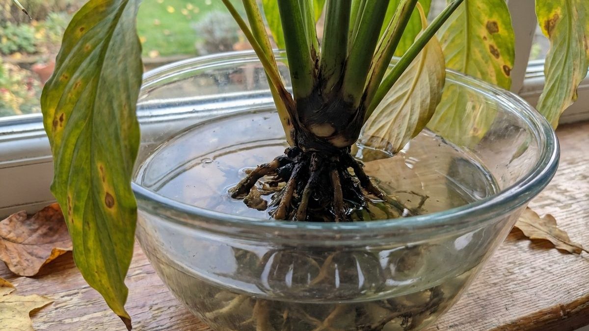 « Je pensais qu'un coup d'eau sur les racines suffisait » : pourquoi mon spathiphyllum mis en bocal a pourri au collet en ...