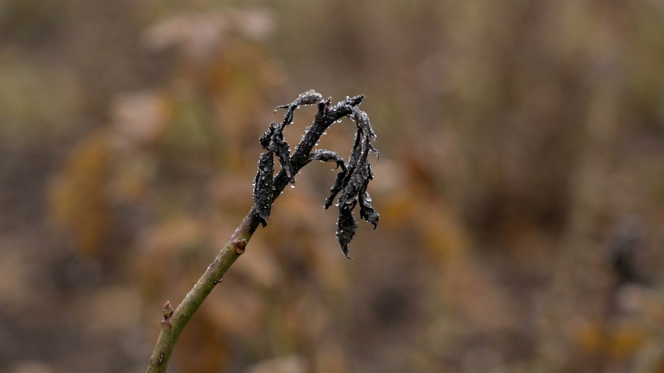 Tout le monde donne un dernier engrais à ses rosiers fin septembre : les rosiéristes, eux, savent ce qui noircit trois sem...