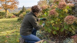 Bouture d'hortensia en automne : quelle tige prendre, quel substrat utiliser et quand repiquer