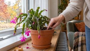 Cactus de Noël mou ou qui perd ses boutons : causes et remèdes
