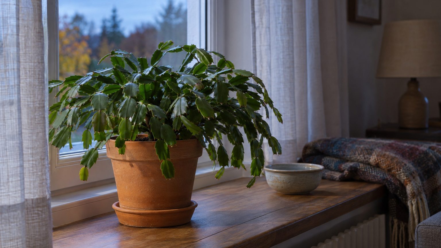 Cactus de Noël sans fleurs : nuits noires, dates et rattrapage