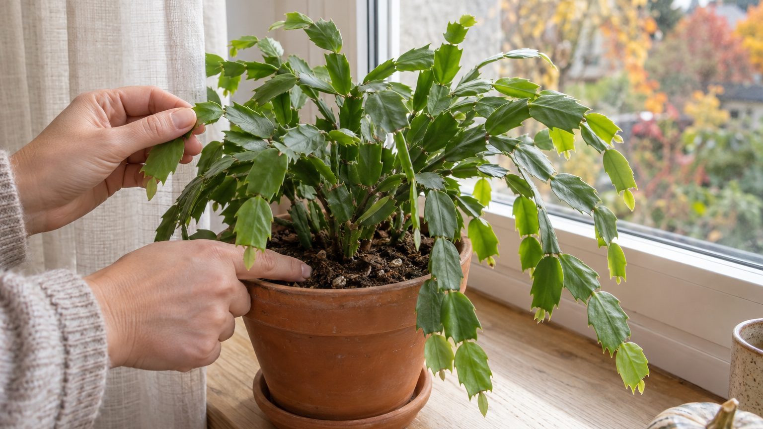 Cactus qui devient vert clair : cause, gravité et que faire