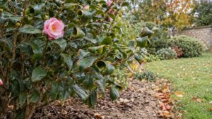 Camélia aux feuilles qui s'enroulent : causes et remèdes