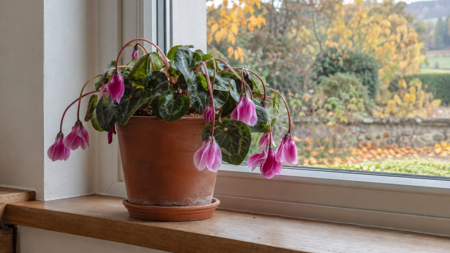 Cyclamen aux tiges molles : excès d'eau, chaleur ou soif, comment le redresser