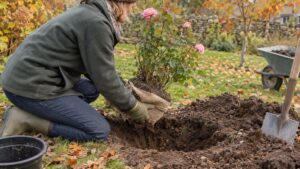 Déplacer un vieux rosier en automne : la bonne période, la taille de la motte et les gestes pour qu'il reprenne