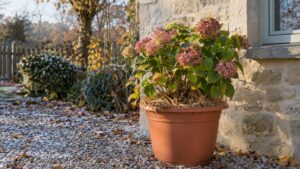 Hortensia en pot l'hiver dehors : comment le protéger du gel sans le rentrer