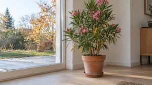 Laurier rose aux feuilles jaunes en hiver : lumière, arrosage ou cochenilles