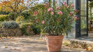 Laurier-rose en pot : à quelle température le rentrer et où le faire hiverner