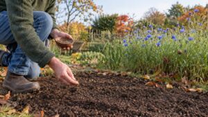 Les fleurs annuelles bleues les plus faciles à cultiver au jardin