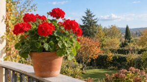 Pelargonium : le vrai géranium de balcon, culture et entretien