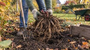 Pivoine qui ne fleurit pas : profondeur de plantation, soleil et autres causes à corriger en automne