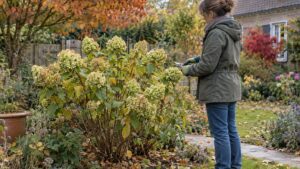 Quand tailler un hortensia paniculé : la bonne période, la hauteur de coupe et l'erreur à éviter